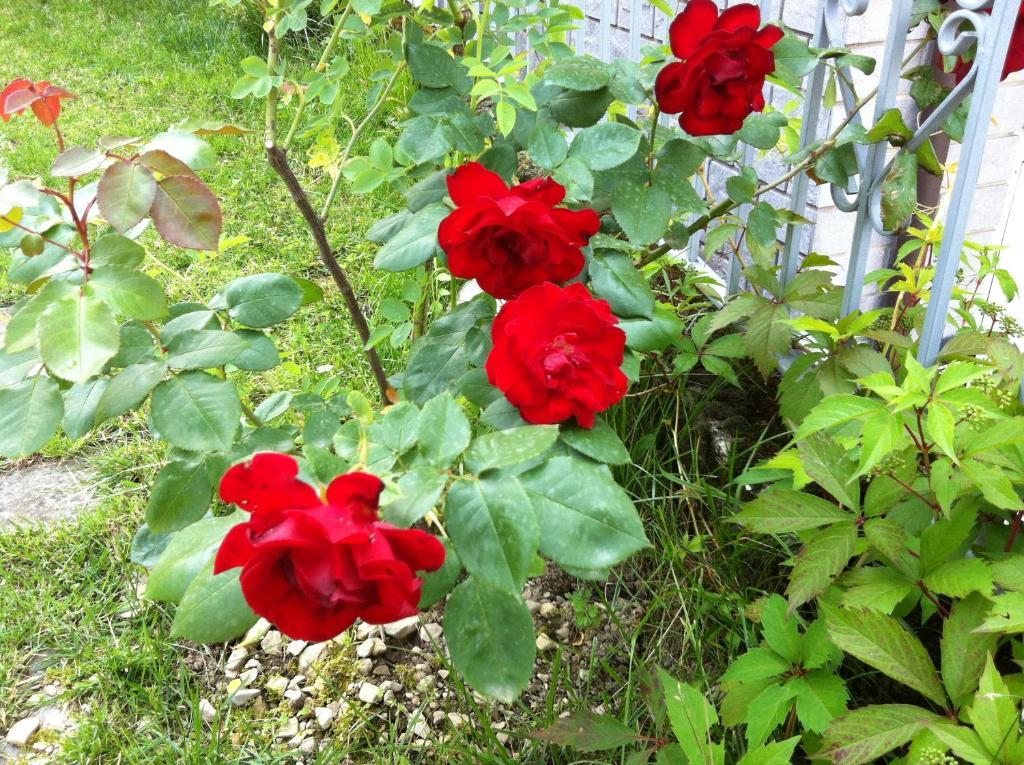 B&B Cherry En Rose 레체노 외부 사진